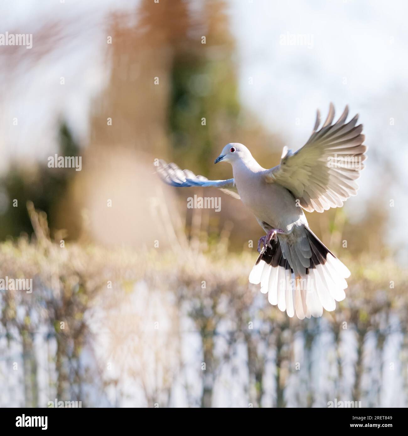 Pigeon in flight Stock Photo - Alamy