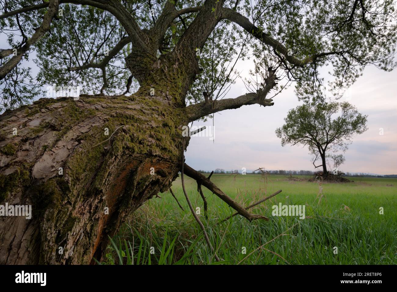Huge trunk hi-res stock photography and images - Alamy