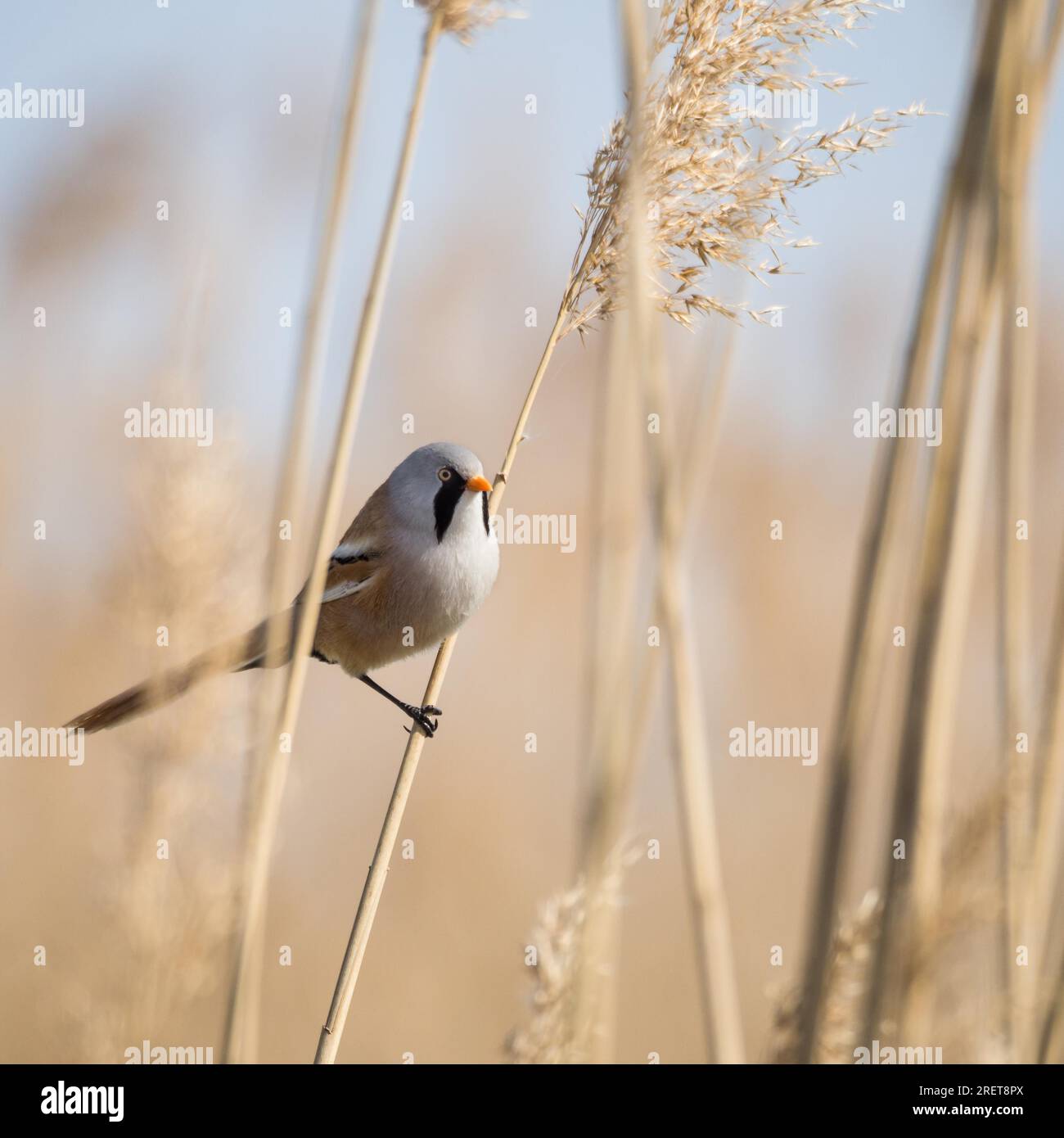 Bearded reedling in the reeds on lake Neusiedlersee Stock Photo