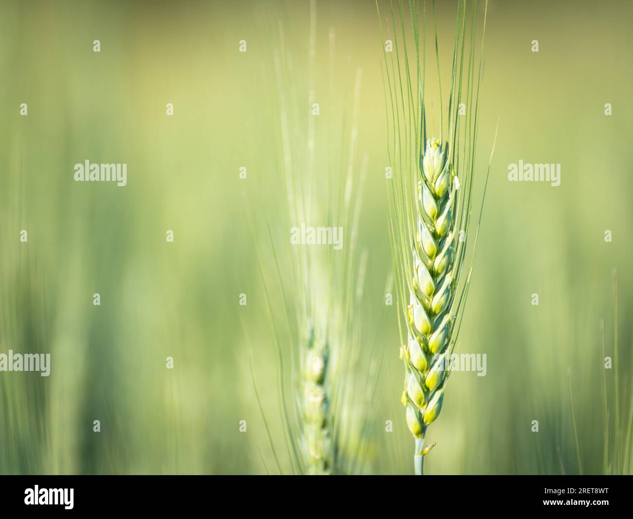 Close-up Of Ripe Golden Wheat With Vintage Effect, Clouds And Sky, Harvest Time Concept Stock Photo