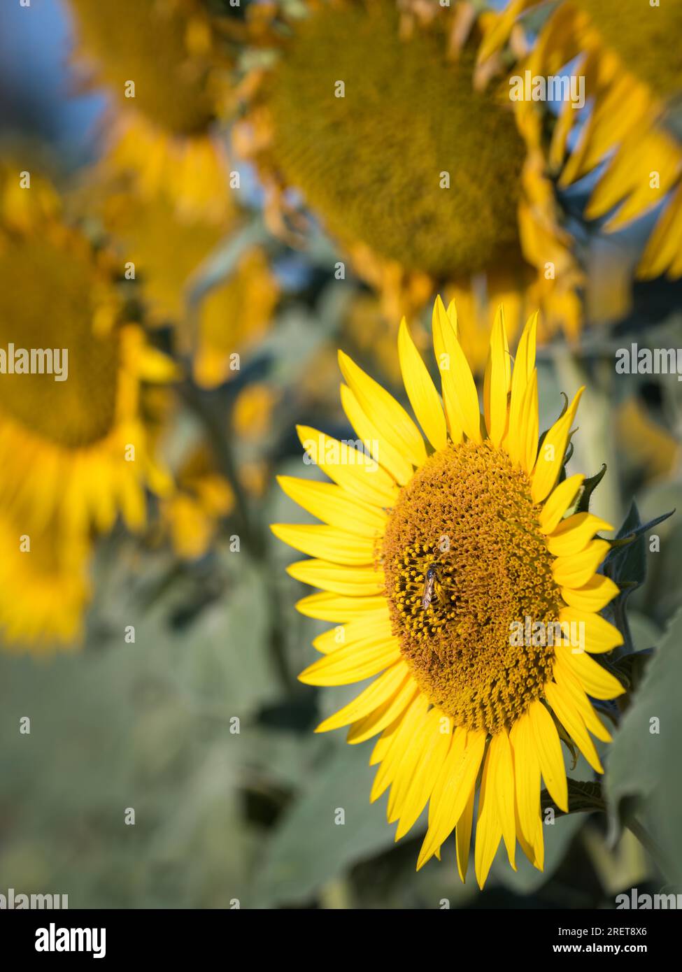 Bee collecting on a sunflower Stock Photo - Alamy