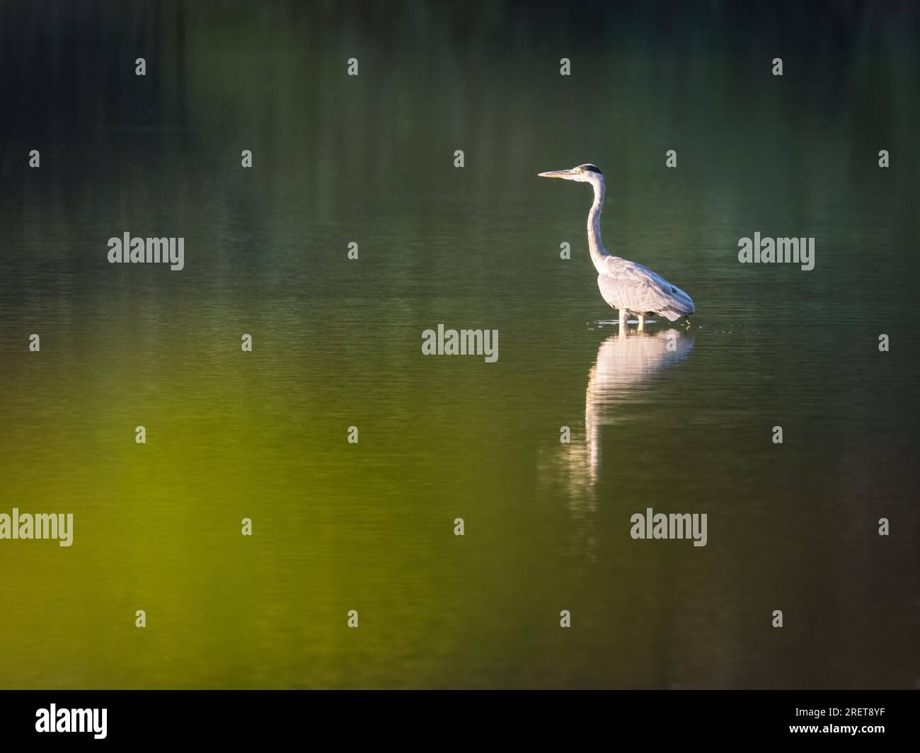 Close Up Profile of a Great Blue Heron in Breeding Plumage Against Water Stock Photo