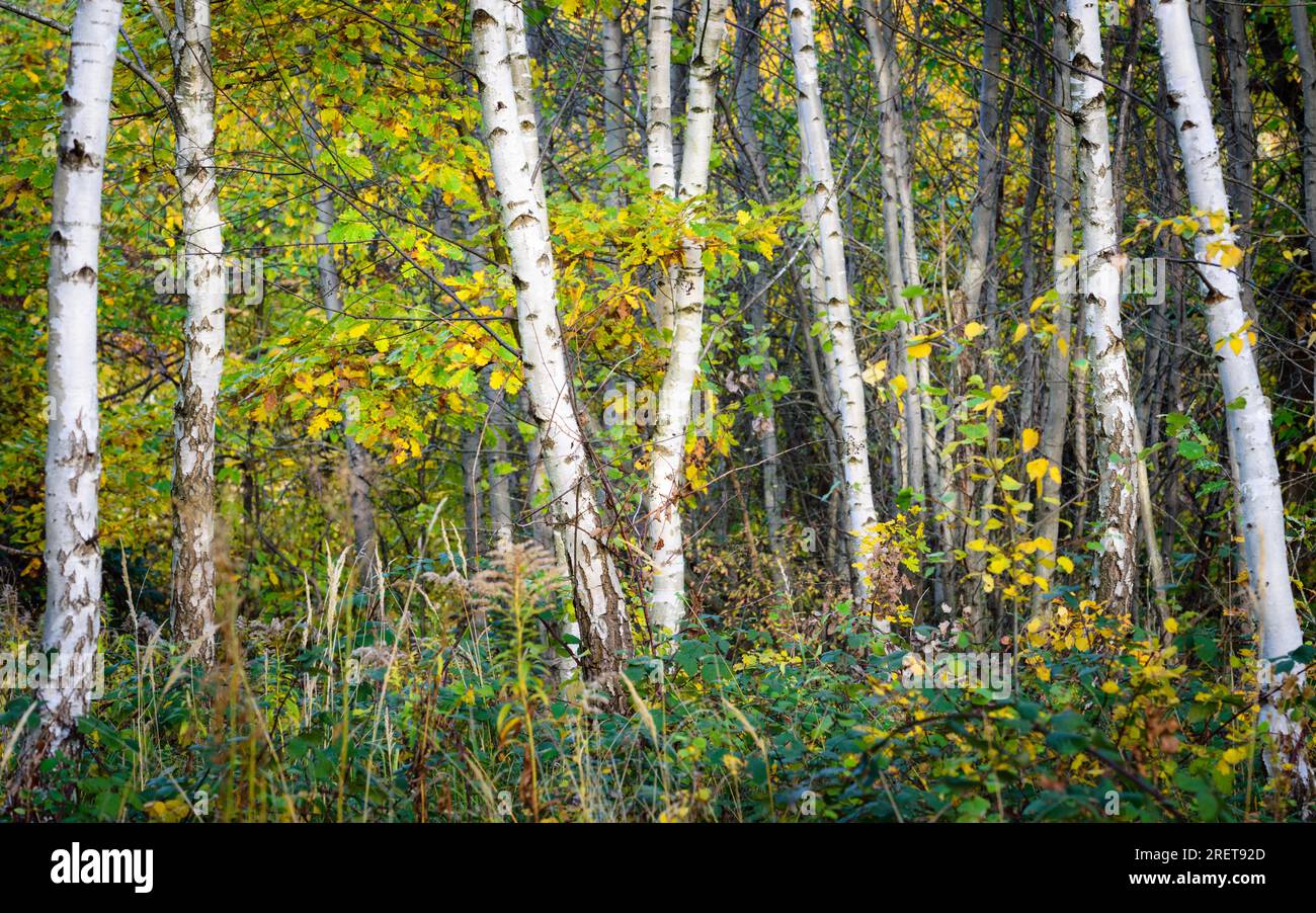 Birch tree trunks in autumn Stock Photo