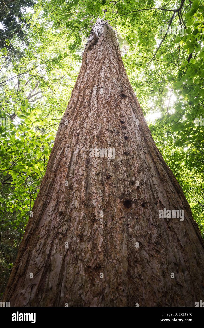 Giant sequoia (Sequoiadendron giganteum) also known as giant redwood Stock Photo