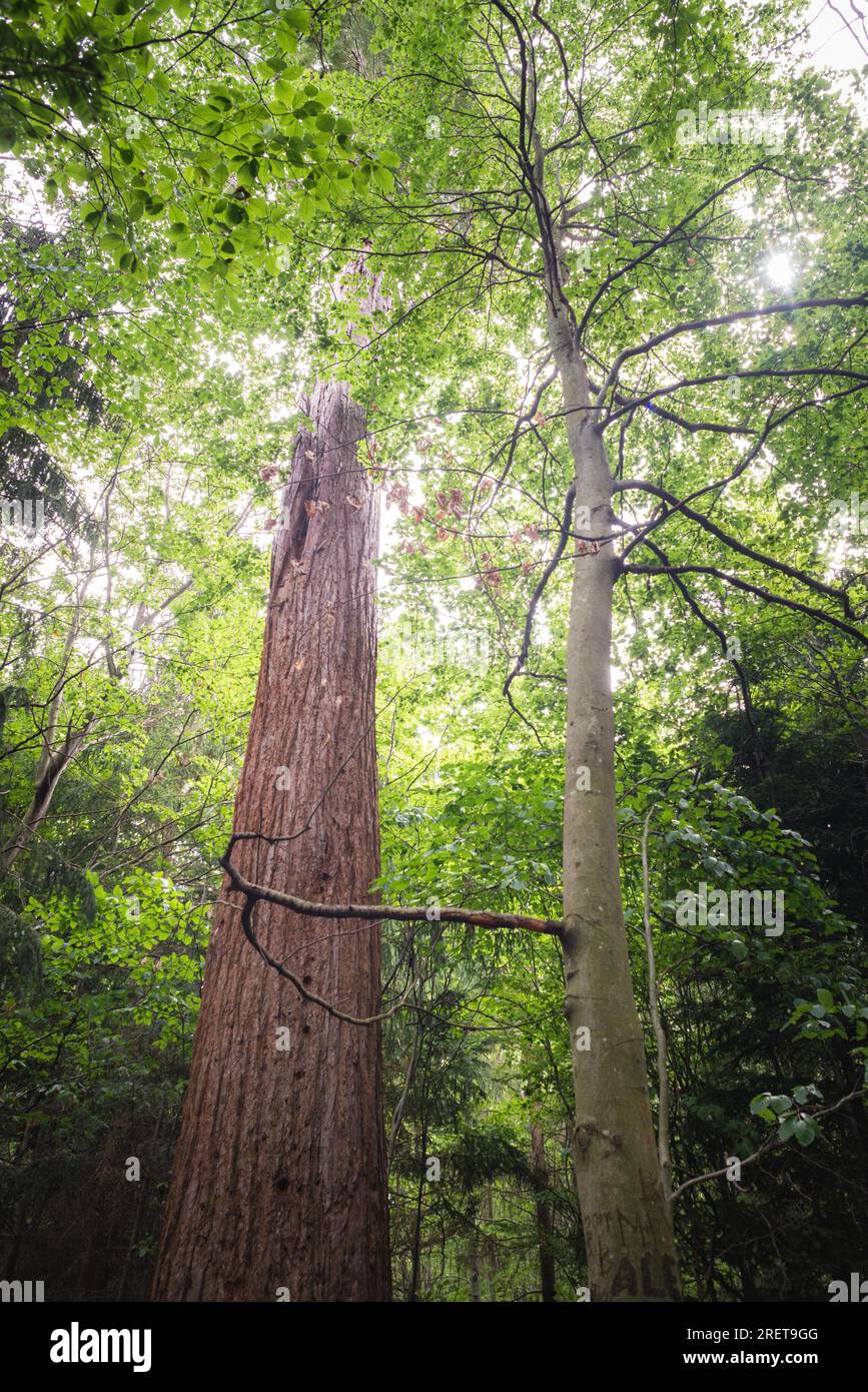 Giant sequoia (Sequoiadendron giganteum) also known as giant redwood Stock Photo
