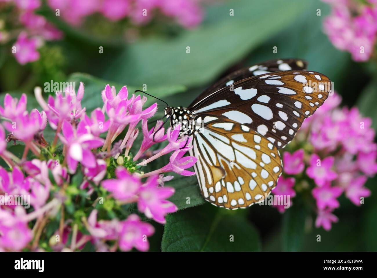 Butterfly sitting on a flower Stock Photo - Alamy
