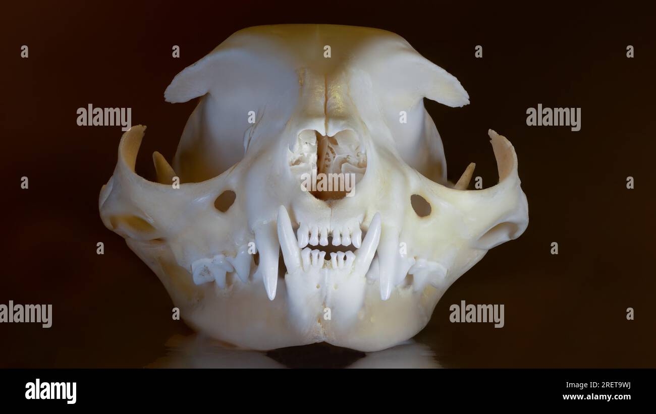 Wildcat skull Stock Photo