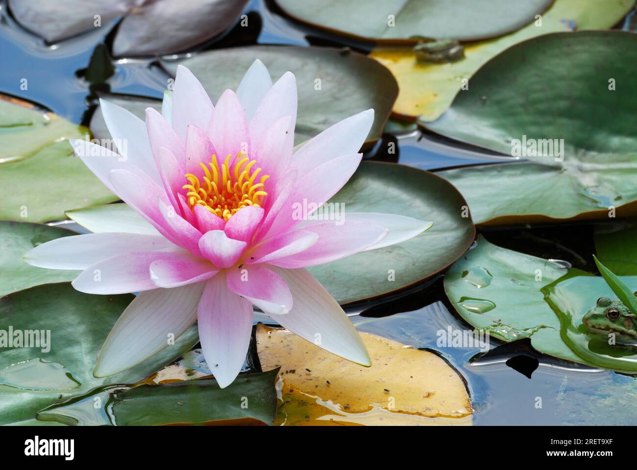 Water lily with leaves in the pond Stock Photo - Alamy