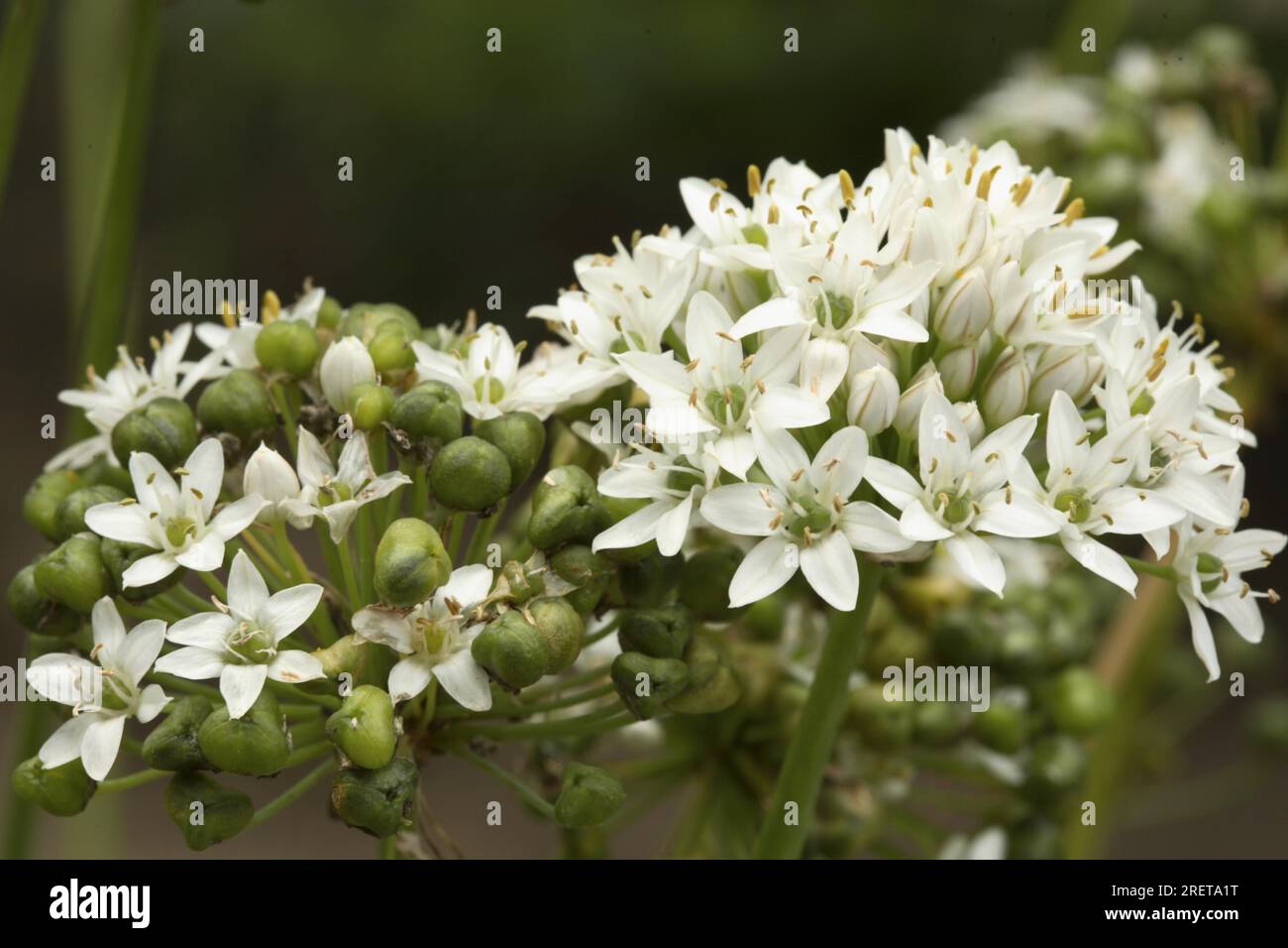'New Belt' - Chive Garlic Chives (Allium tuberosum) Stock Photo