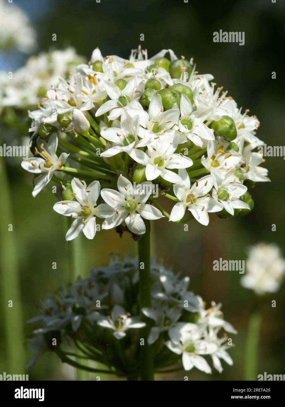 'New Belt' - Chive Garlic Chives (Allium tuberosum) Stock Photo
