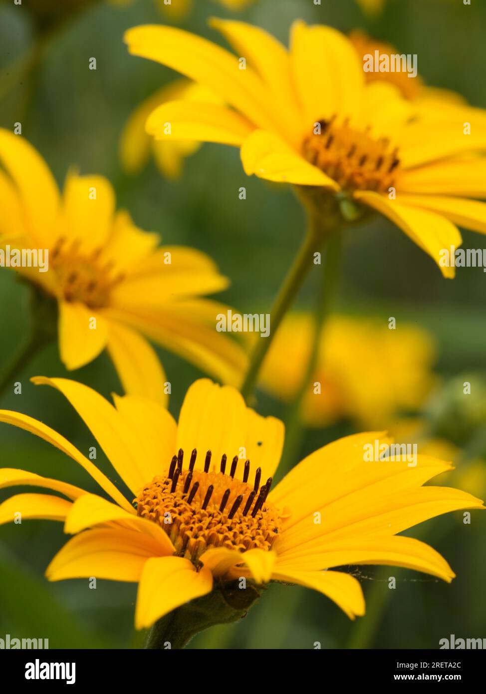 Heliopsis helianthoides var. scabra Garden Sun Eye Stock Photo