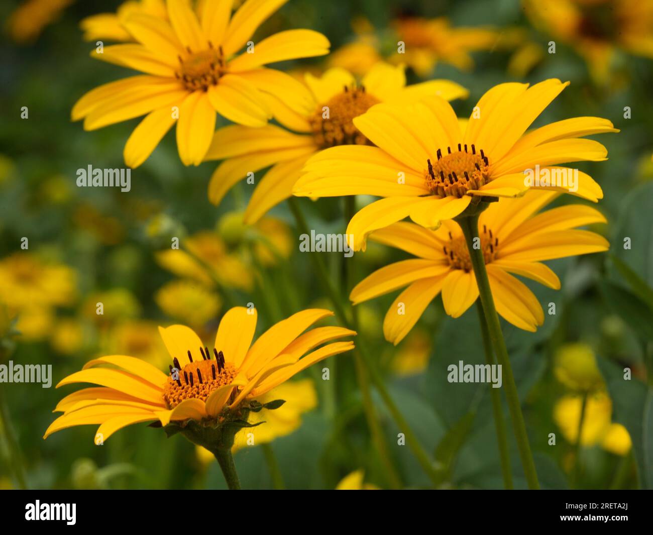 Garden Sun Eye Heliopsis helianthoides var. scabra Stock Photo