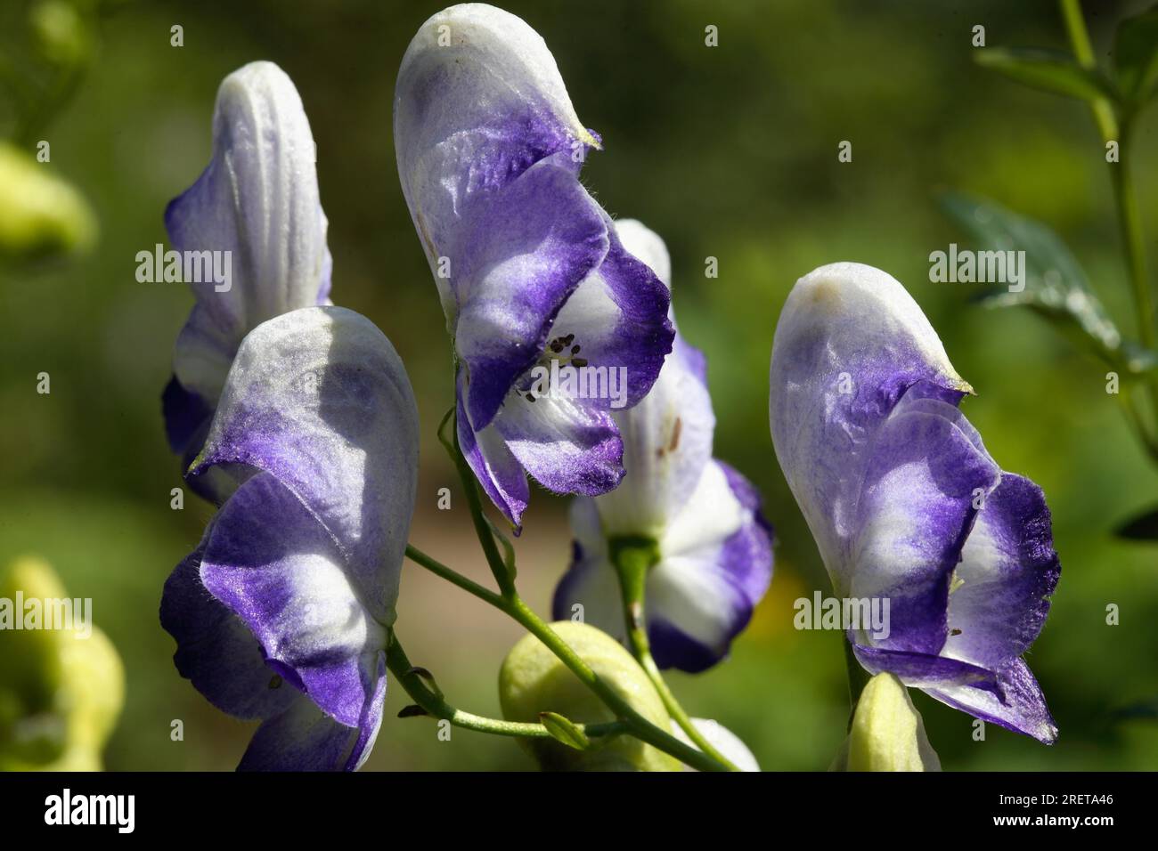 (Aconitum) x cammarum 'Bicolor' -Gartenisenhut Bayerneisenhut Stock Photo