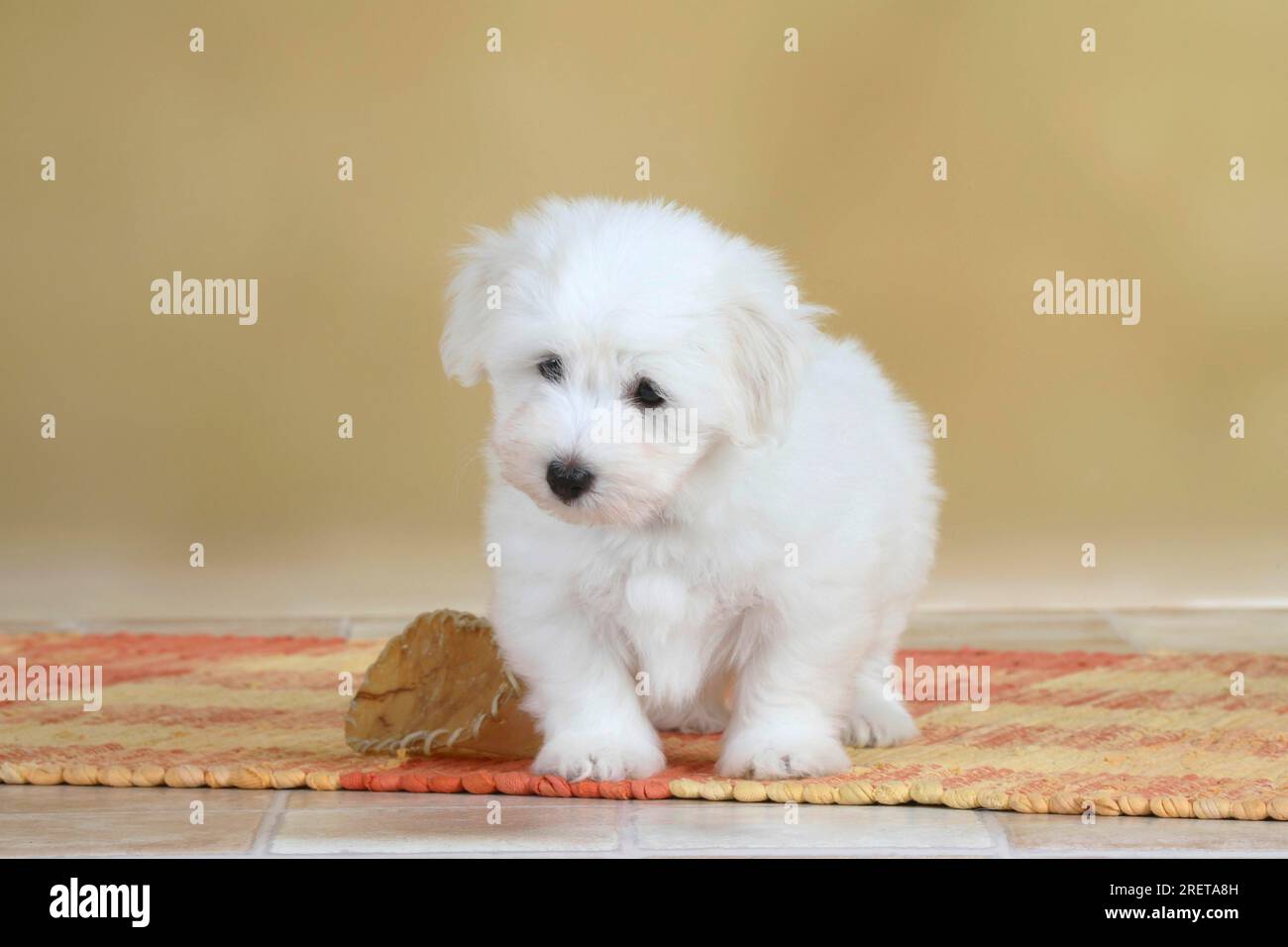 Coton de Tulear, puppy, 8 weeks Stock Photo Alamy