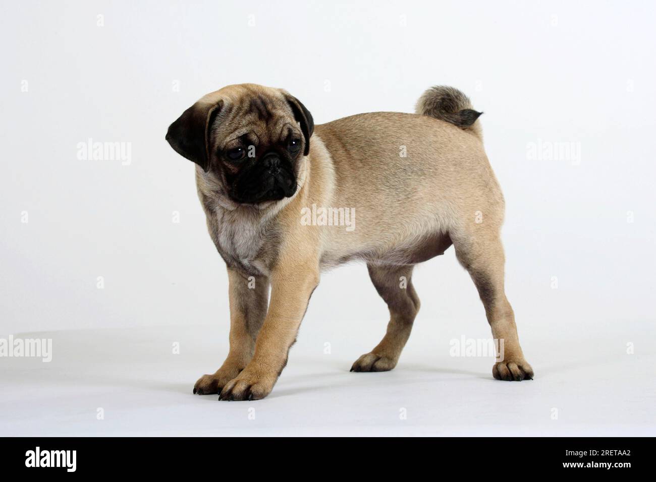 Pug, puppy, 16 weeks Stock Photo Alamy