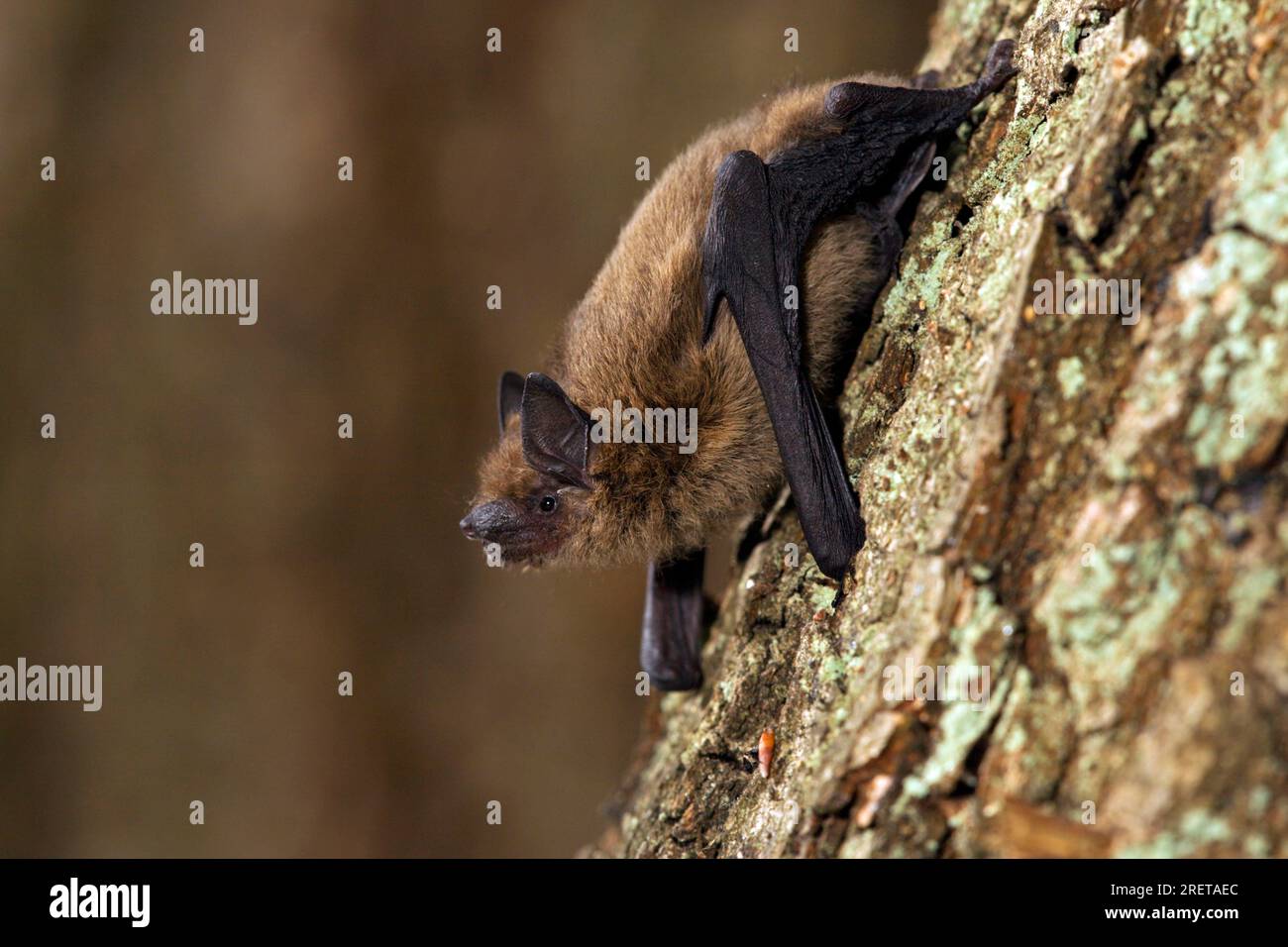 Common Pipistrelle (Pipistrellus pipistrellus), Germany, Europe Stock