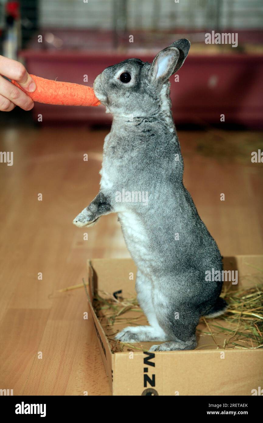 Chinchilla dwarf rabbit eats carrot, house rabbit Stock Photo Alamy