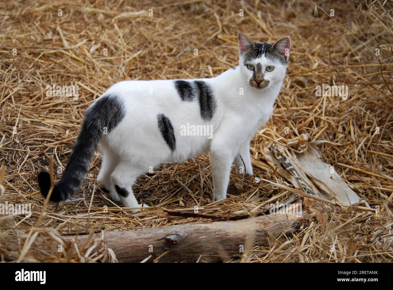 White cat with spots 2025