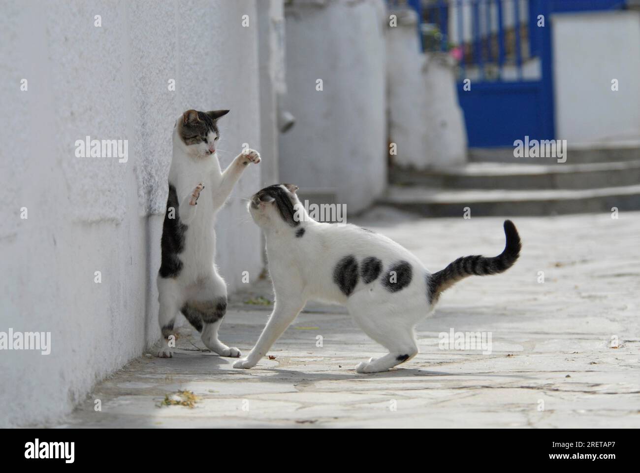 Two domestic cats, white with tabby spots, fighting, Tinos Island