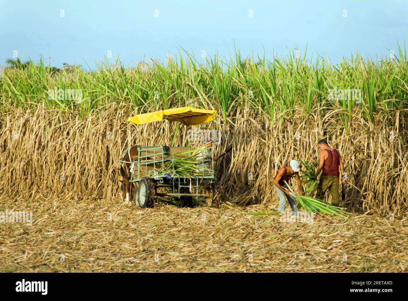 Sugarcane (Saccharum officinarum) harvest, Cienfuegos, Cuba Stock Photo