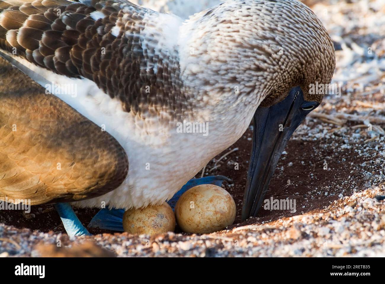 Blue footed Booby Sula Nebouxii At Nest With Eggs North Seymour Blue footed Booby Sula Nebouxii At Nest With Eggs North Seymour