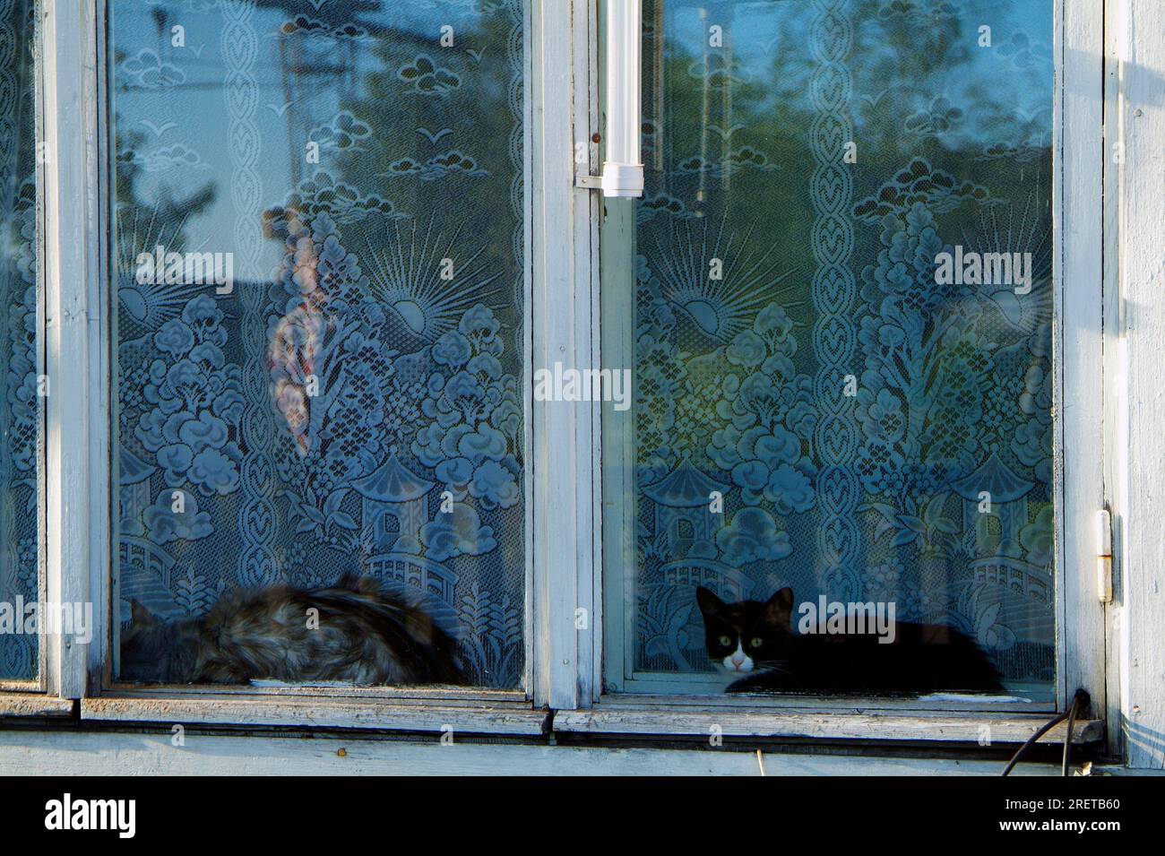 House cats at the window, Solovetsky, Russian Karelia, Russia Stock Photo