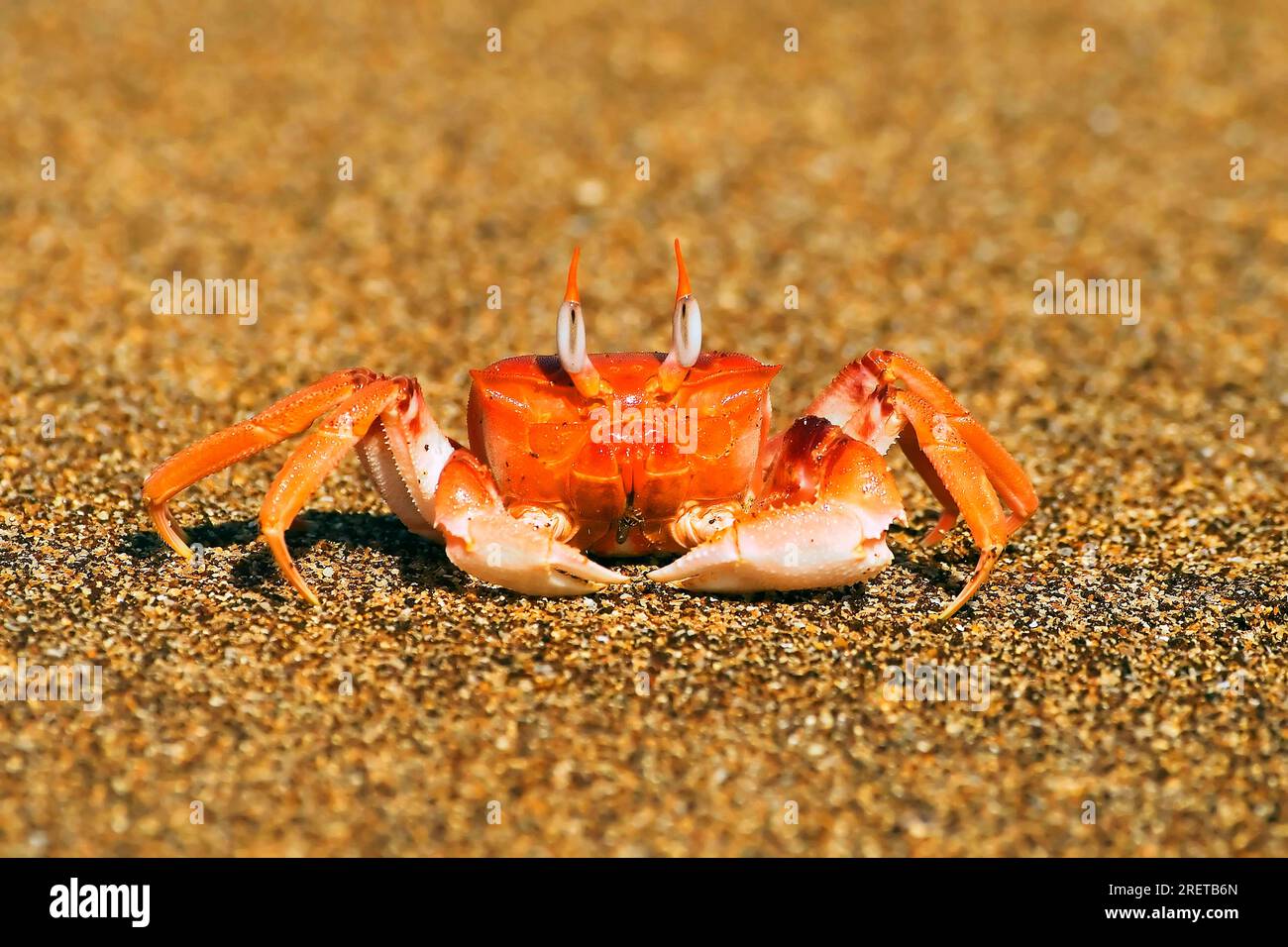 Ghost Crab (Ocypode gaudichaudii), Bartolome Island, Galapagos Islands, Ecuador Stock Photo