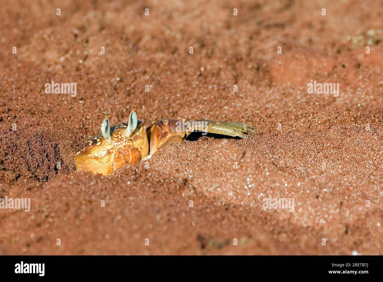 Ghost Crab (Ocypode gaudichaudii), Rabida Island, Galapagos Islands, Ecuador Stock Photo