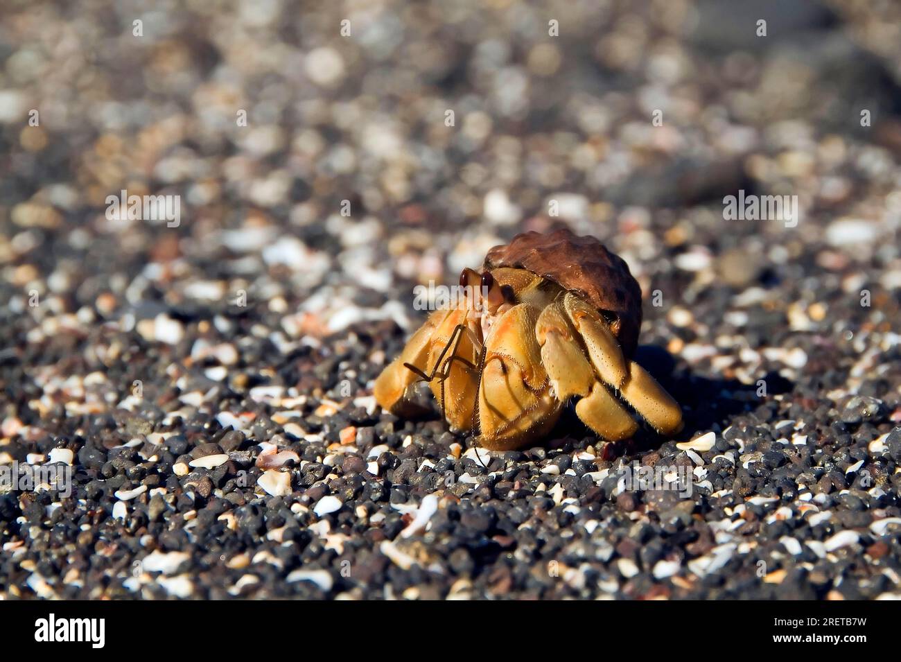 Galapagos Hermit Crab (Calcinus explorator), Isabela Island, Galapagos Islands, Ecuador Stock Photo