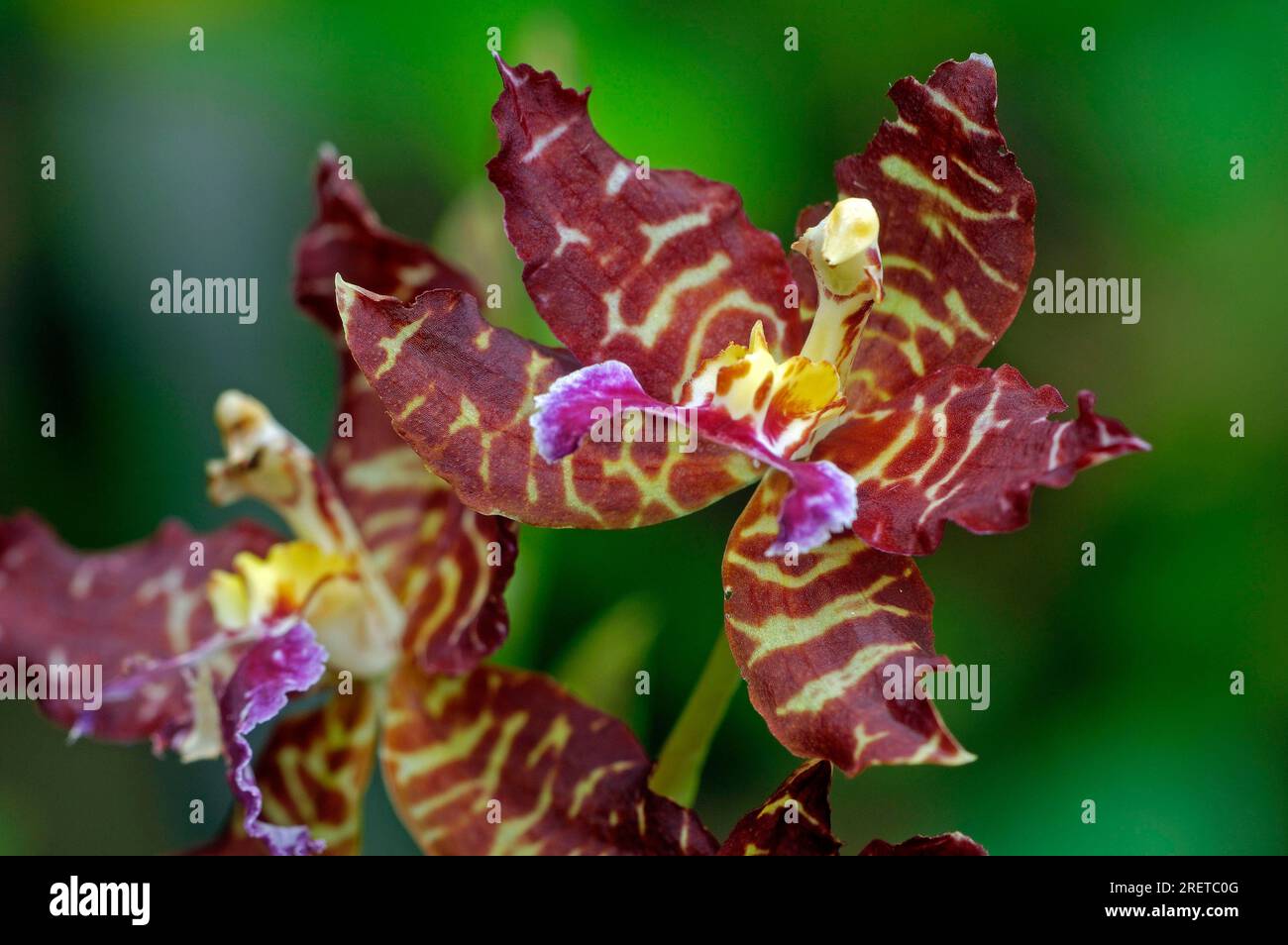 Orchid (Odontoglossum constrictum) Stock Photo