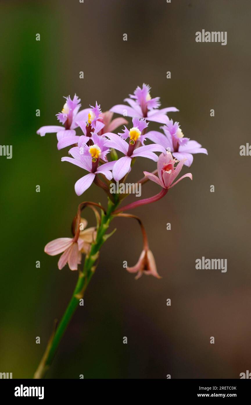 Orchid (Laeliocattleya cattleya) Stock Photo