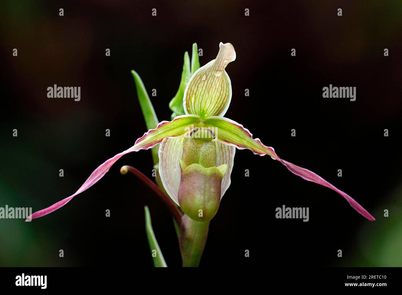 Lady's slipper orchid (Phragmipedium longifolium), Phrag Orchid Stock Photo