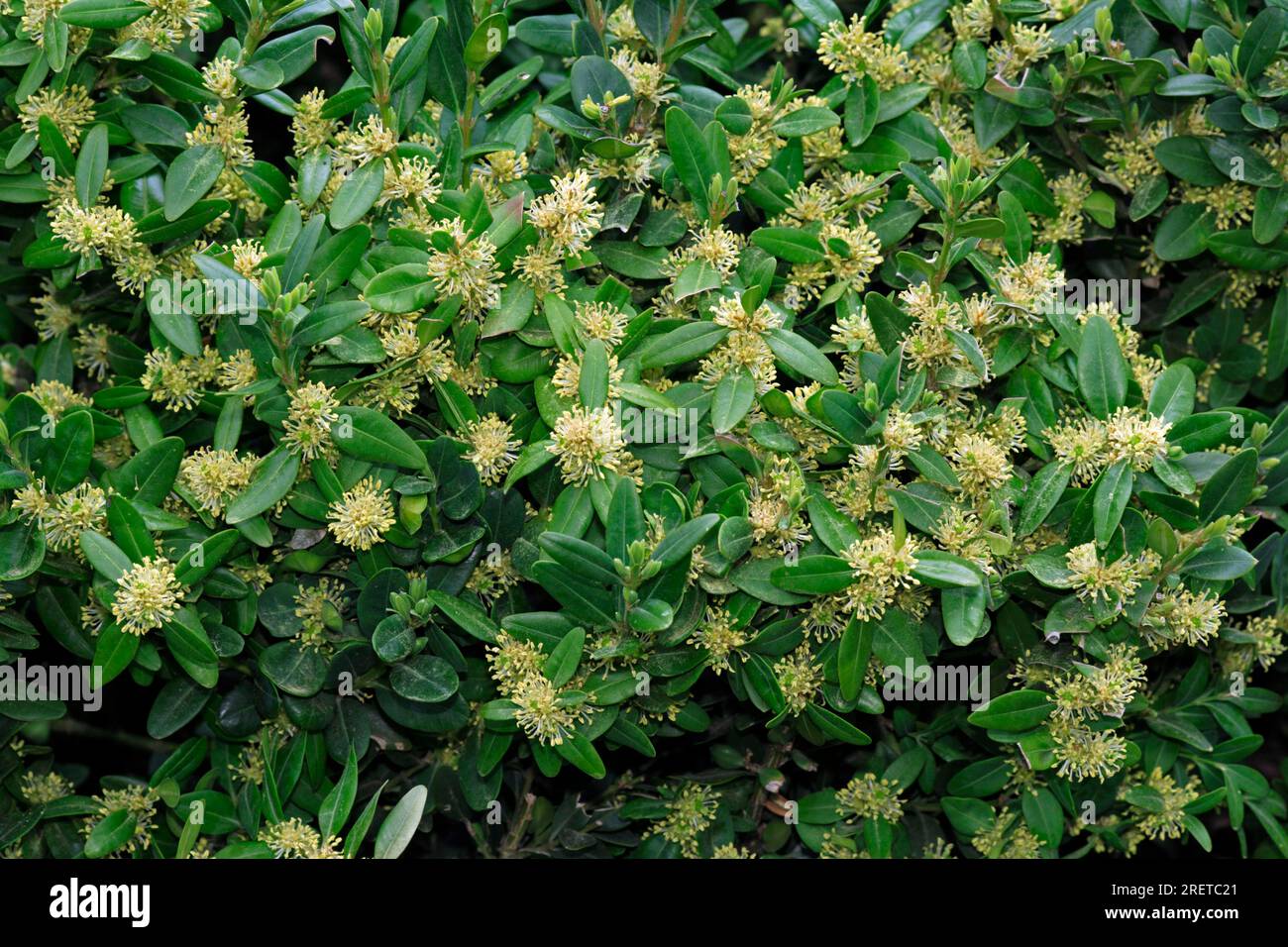 Boxwood (Buxus sempervirens), Buxaceae Stock Photo