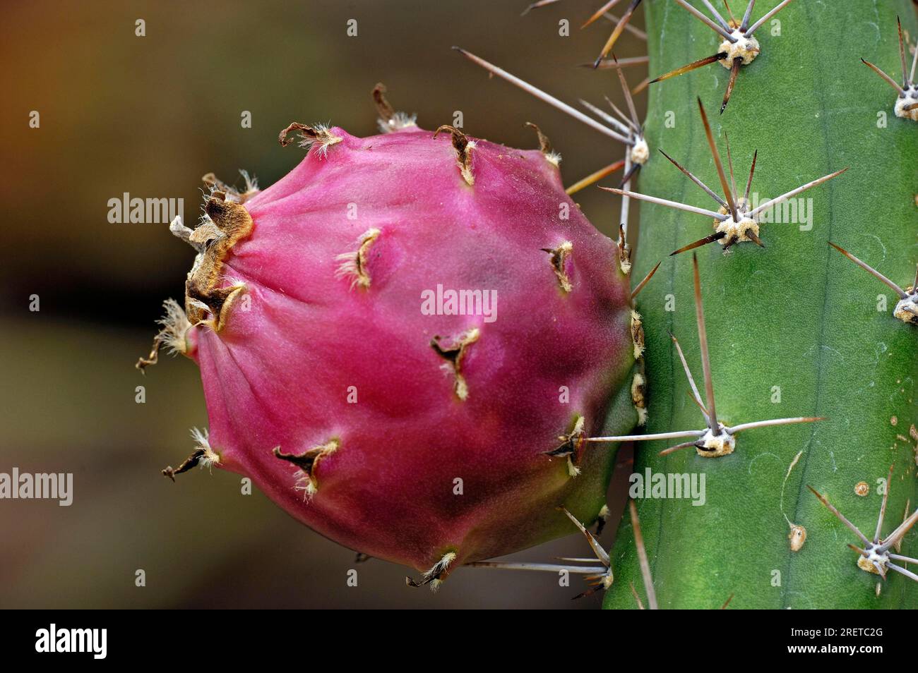 Apple cactus (Harrisia pomanensis) Stock Photo