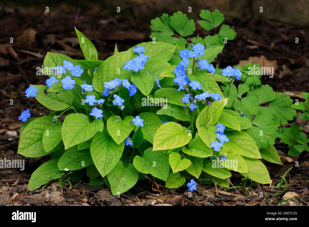 Creeping Forget-me-not, Blue-eyed Mary (Omphalodes verna) Stock Photo