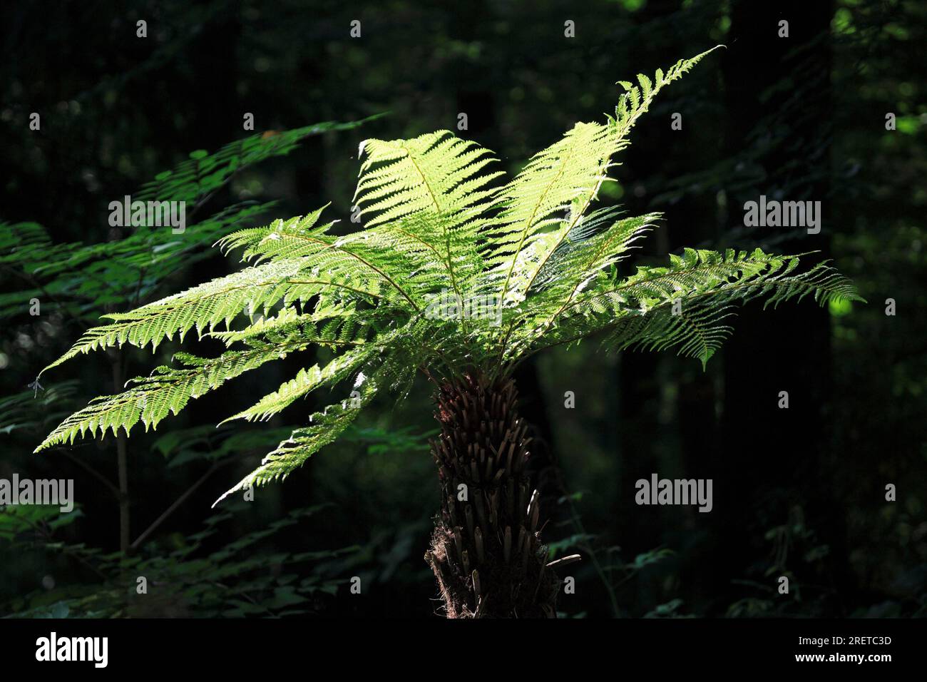 Tree fern, Madagascar (Cyathea) Stock Photo