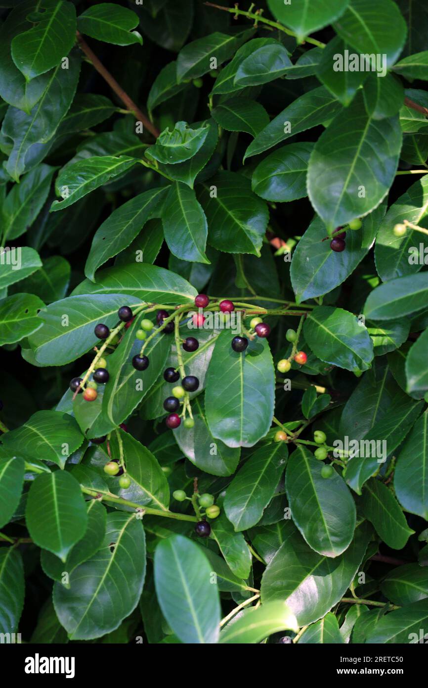 Cherry Laurel (Prunus laurocerasus Stock Photo Alamy