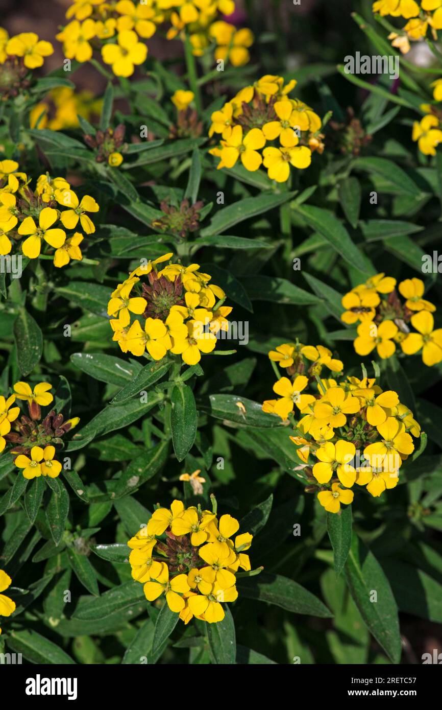 Golden wallflower (Cheiranthus) erysimum, Orange Bedder, Wallflower Stock Photo