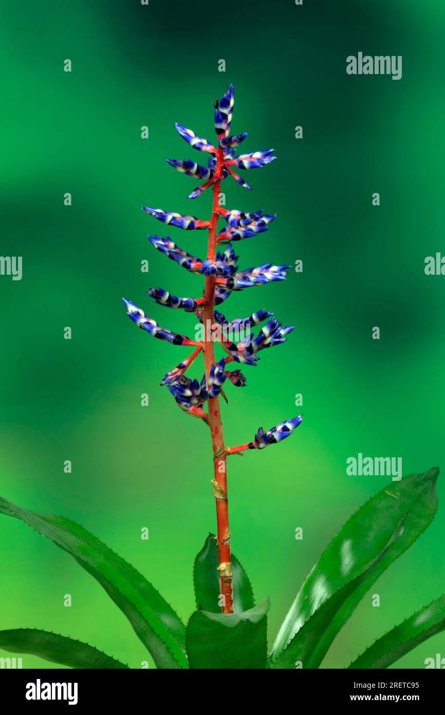 Bromeliad (Bromelia) Stock Photo