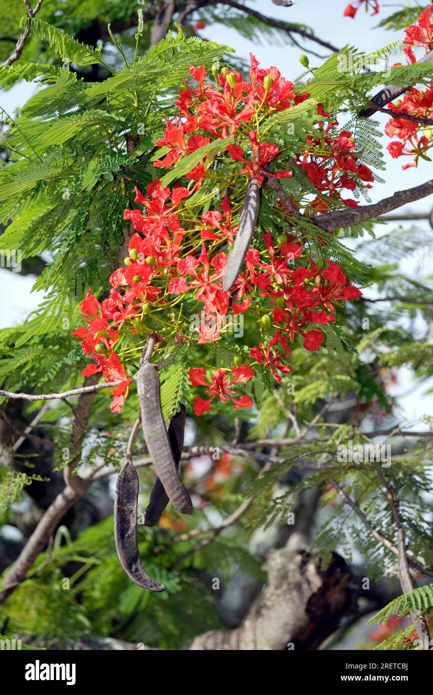 Flamboyant with fruits and blossoms (Poinciana regia), Royal Poinciana (Delonix regia), Caesalpiniaceae Stock Photo