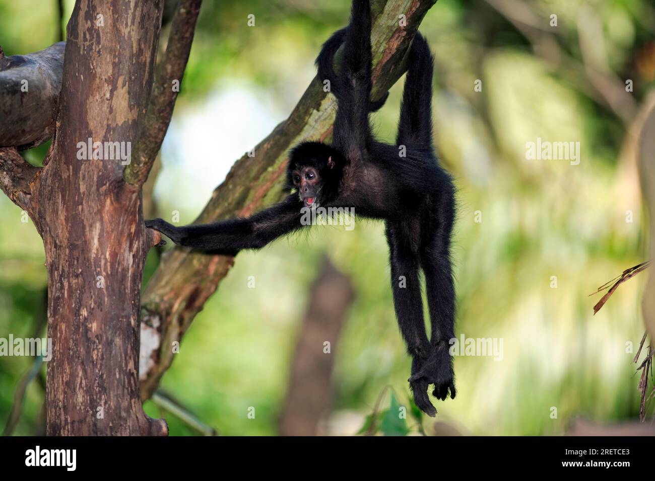 Macaco Aranha Preto - Ateles paniscus - Redfaced Spider Monkey