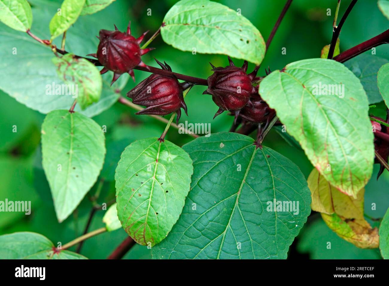 Roselle (Hibiscus sabdariffa), fruits, Red Tea, China Rose, Red Sorrell, Jamaica Tea, Jamaican