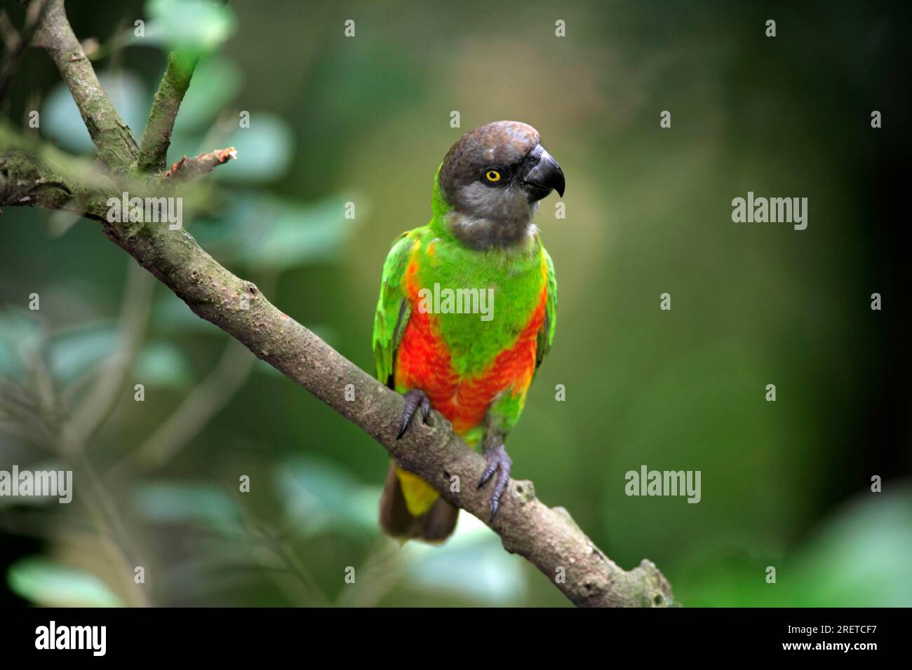 Senegal parrot (Poicephalus senegalus) Stock Photo