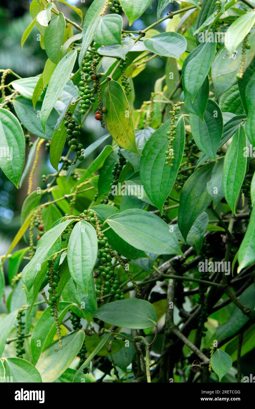 Black Pepper (Piper nigrum) bush Stock Photo Alamy