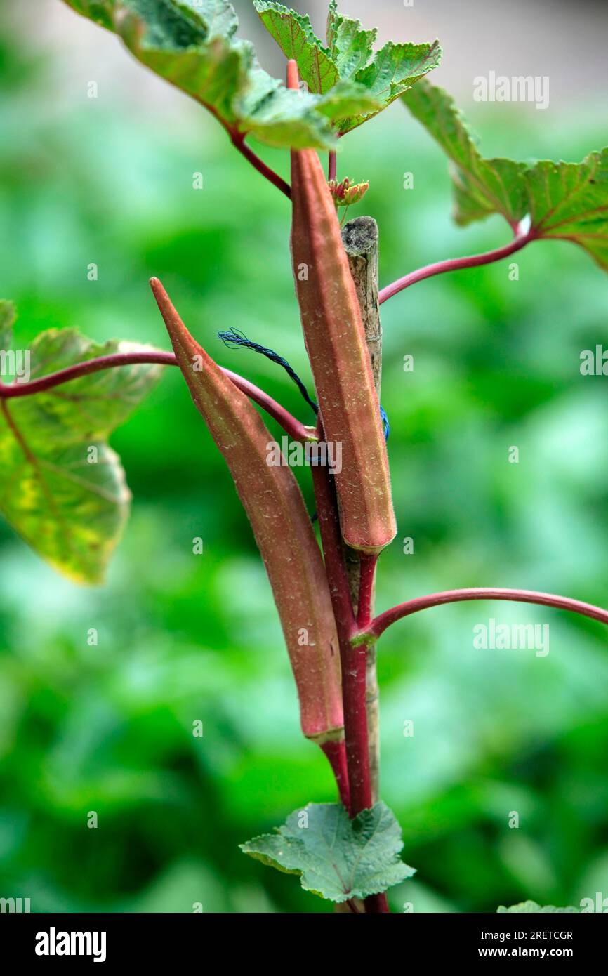 Gumbo, okra (Abelmoschus esculentus), Gombo Stock Photo - Alamy