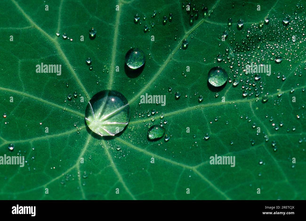 Water drops on nasturtium (Tropaeolum majus), leaf, Lotos effect Stock Photo