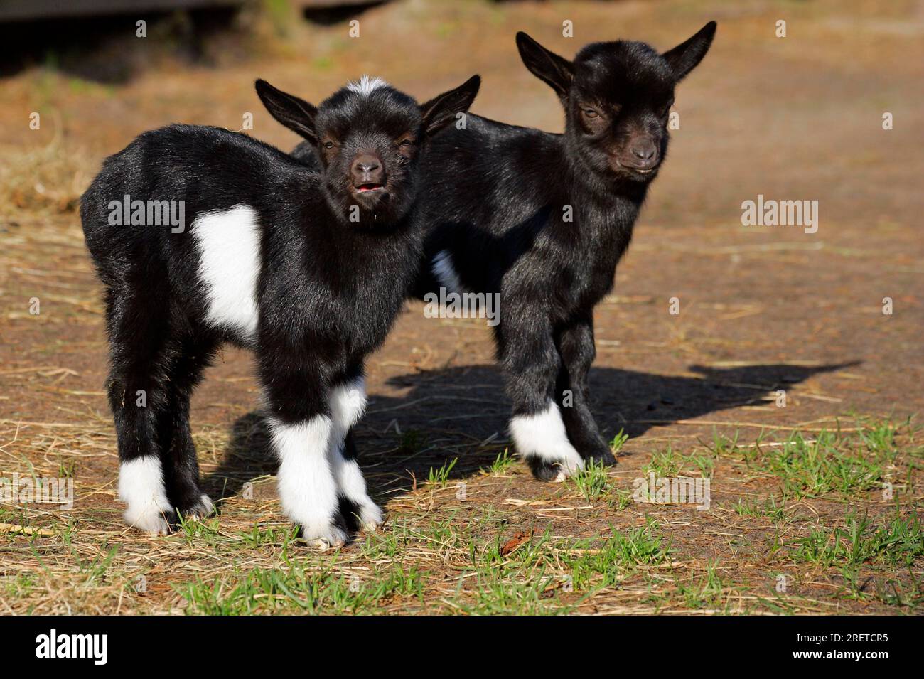 Dwarf goats, fawns, domestic goat, goat, goats Stock Photo