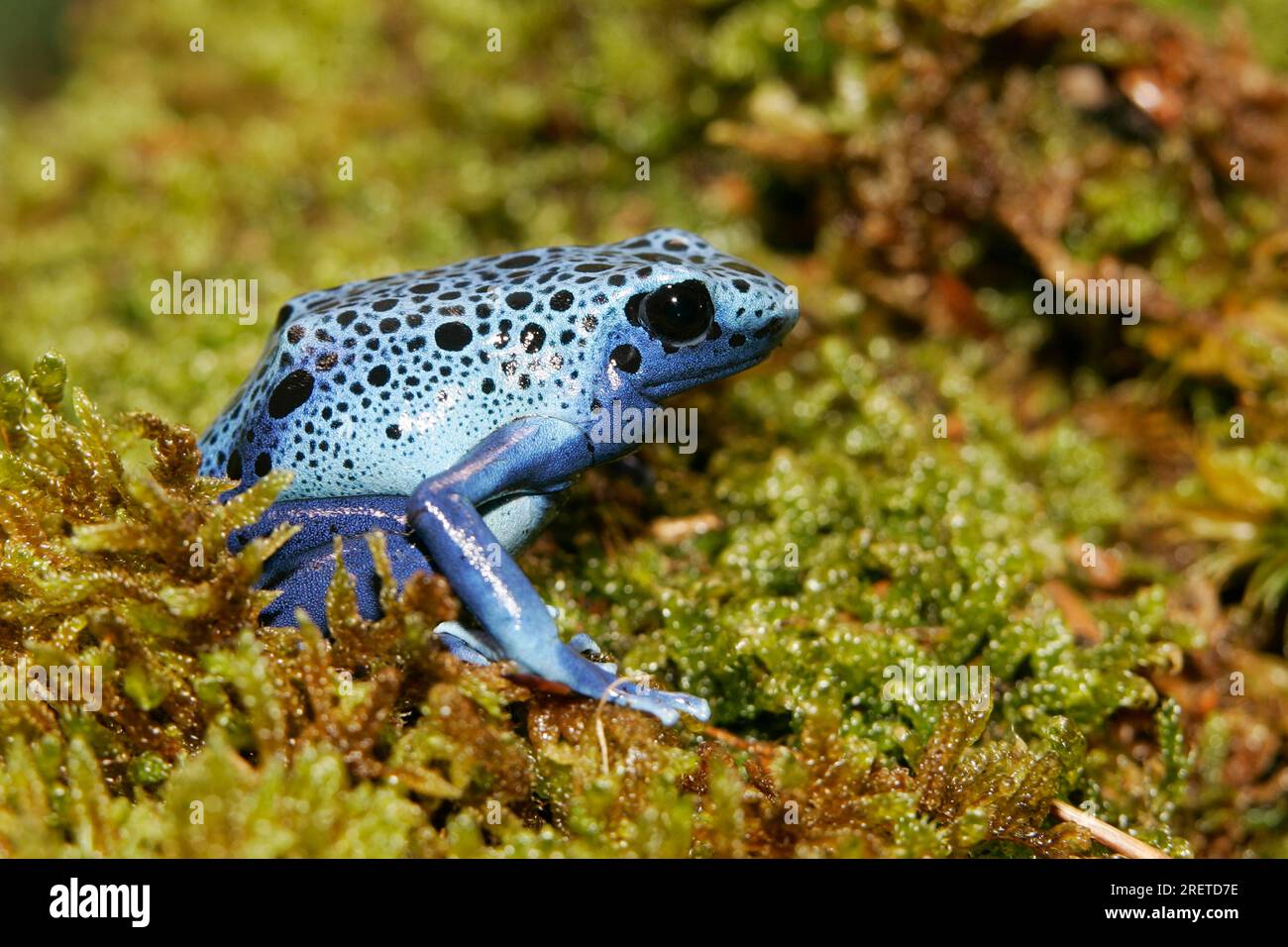 Blue poison dart frog Dendrobates azureus Stock Photo Alamy