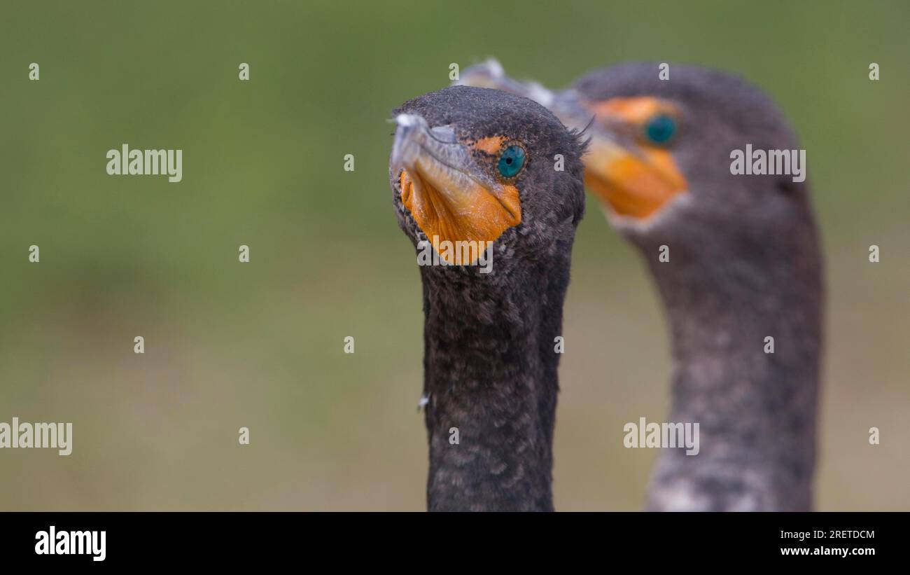 Bird courtship rituals hi-res stock photography and images - Alamy