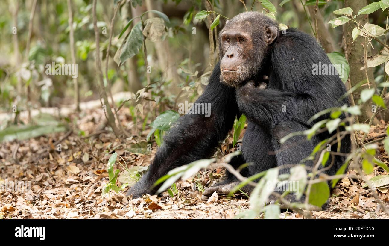 Kyambura Gorge Uganda Stock Photo